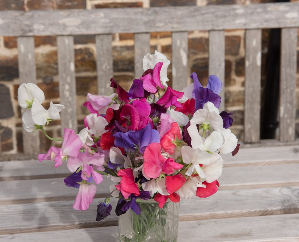 Sweet Pea Galaxy Flower Mixed Seeds – Lathyrus odoratus - SHOP SEEDS