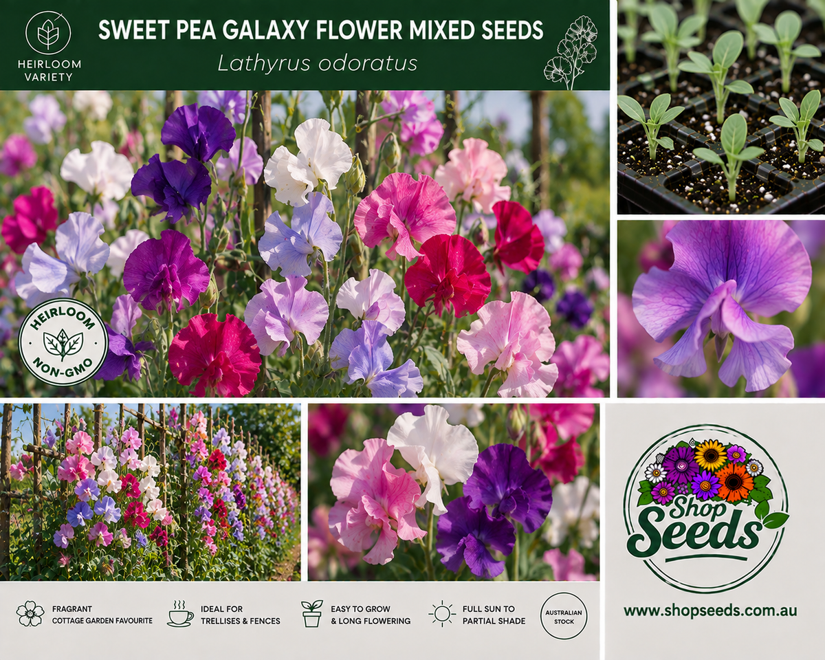 Sweet Pea Galaxy Flower Mixed Seeds – Lathyrus odoratus - SHOP SEEDS