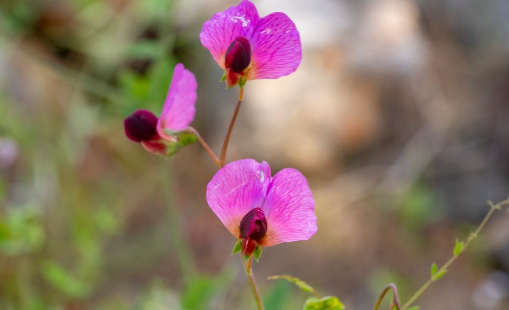 Sweet Pea Galaxy Flower Mixed Seeds – Lathyrus odoratus - SHOP SEEDS