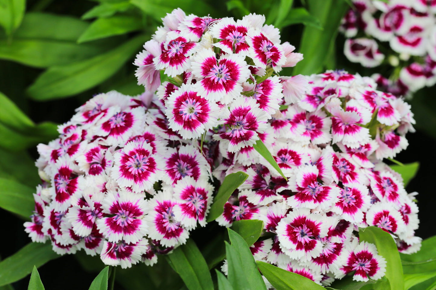 Sweet William Herald of Spring Seeds – Dianthus barbatus - SHOP SEEDS