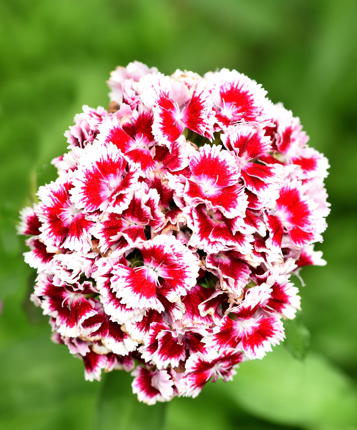 Sweet William Herald of Spring Seeds – Dianthus barbatus - SHOP SEEDS