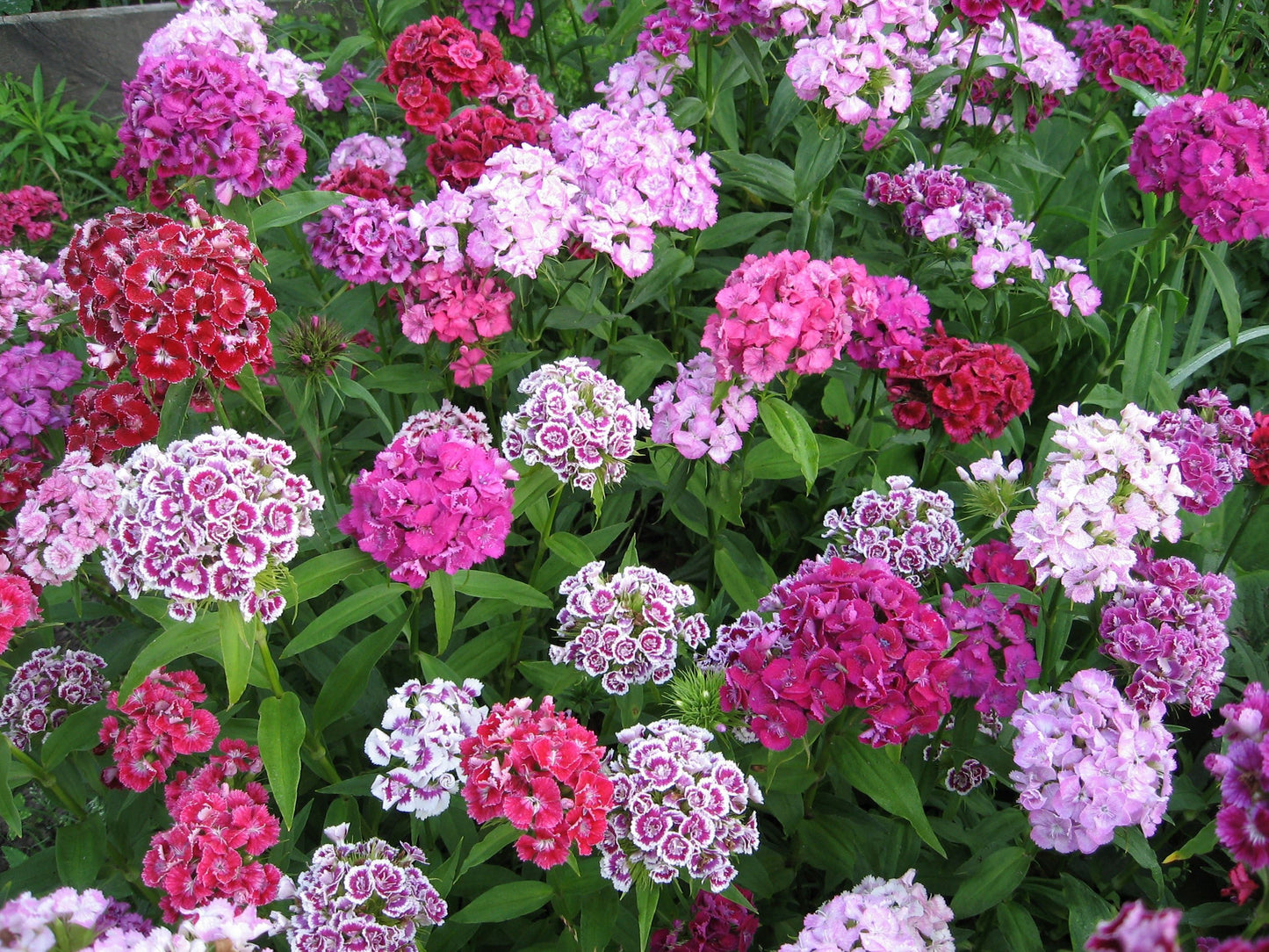 Sweet William Herald of Spring Seeds – Dianthus barbatus - SHOP SEEDS