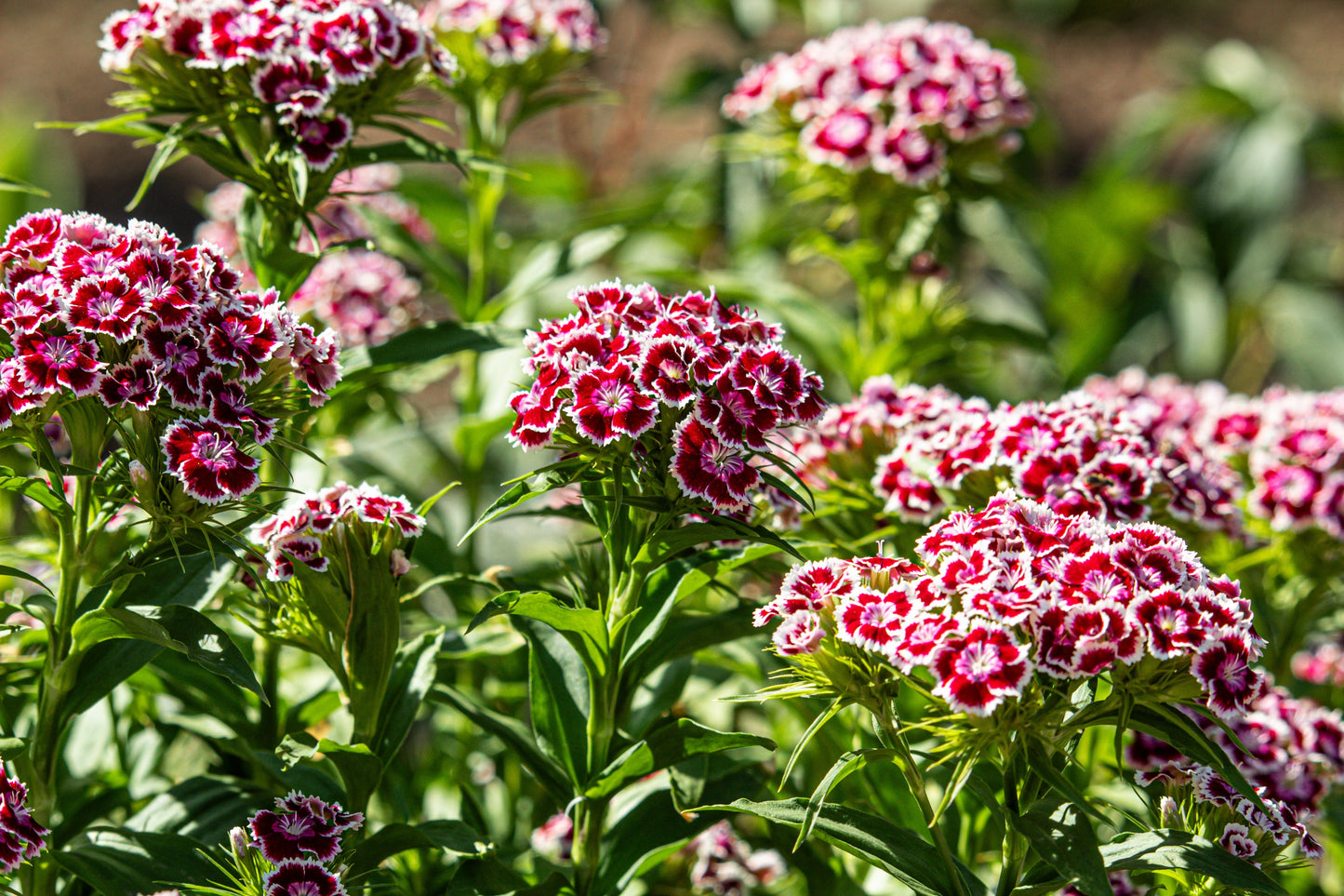 Sweet William Herald of Spring Seeds – Dianthus barbatus - SHOP SEEDS