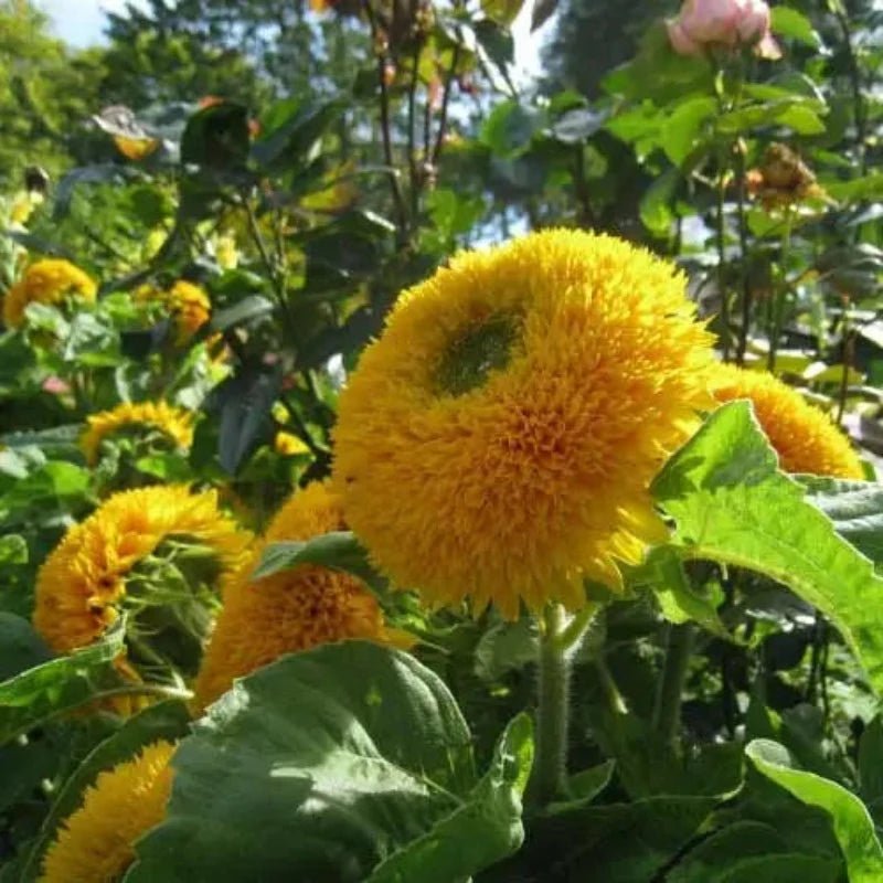 Teddy Bear Sunflower Seeds – Helianthus annuus - SHOP SEEDS