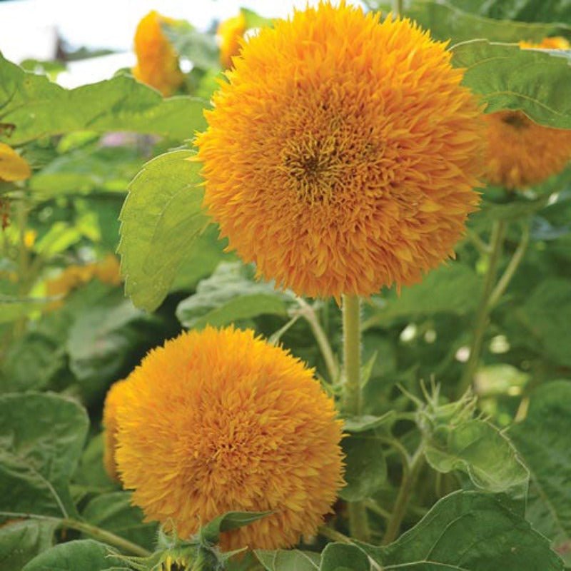 Teddy Bear Sunflower Seeds – Helianthus annuus - SHOP SEEDS