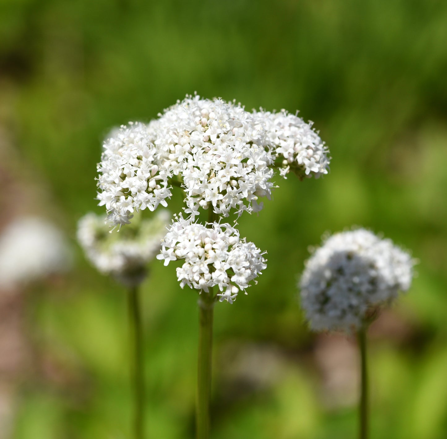 Valerian Seeds – Valeriana officinalis - SHOP SEEDS