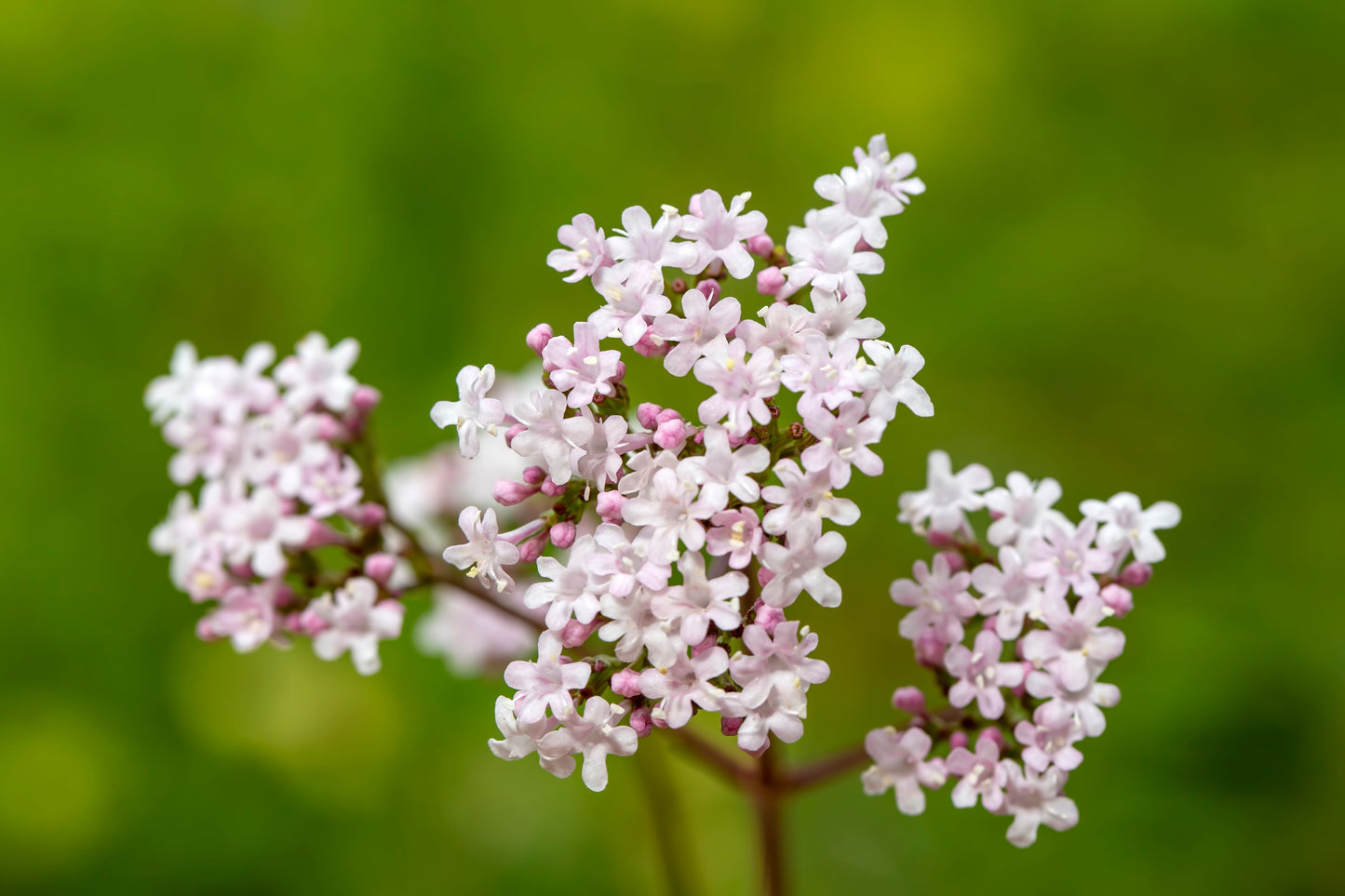 Valerian Seeds – Valeriana officinalis - SHOP SEEDS