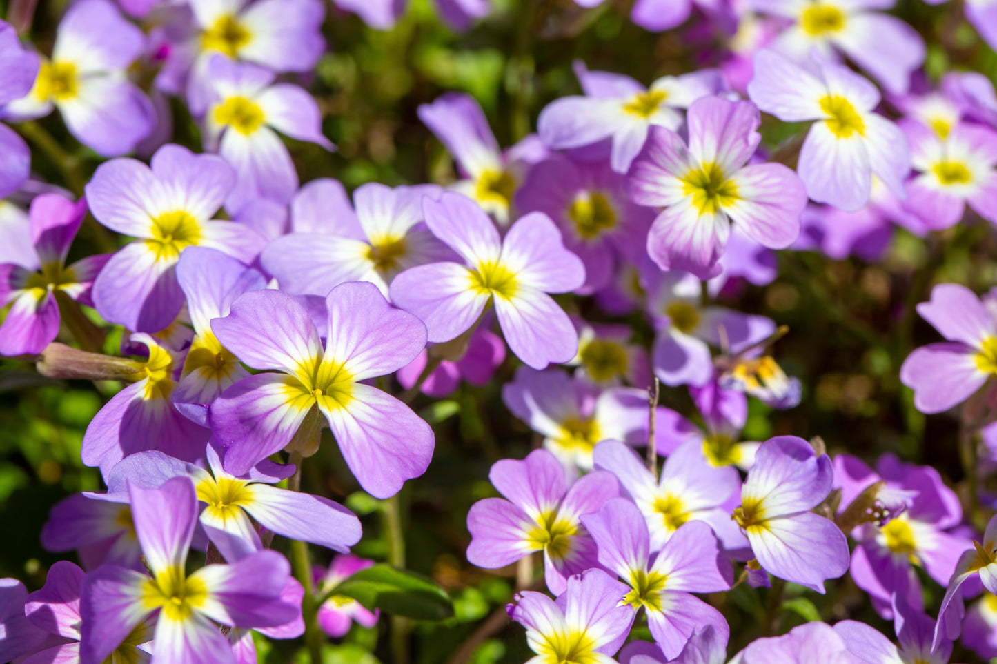 Virginian Stock Mixed Colours Seeds – Malcolmia maritima - SHOP SEEDS