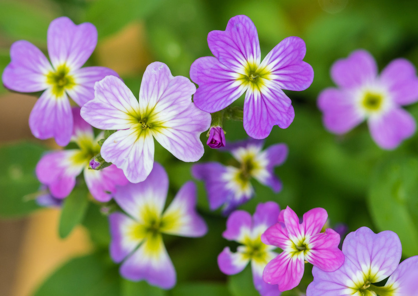 Virginian Stock Mixed Colours Seeds – Malcolmia maritima - SHOP SEEDS