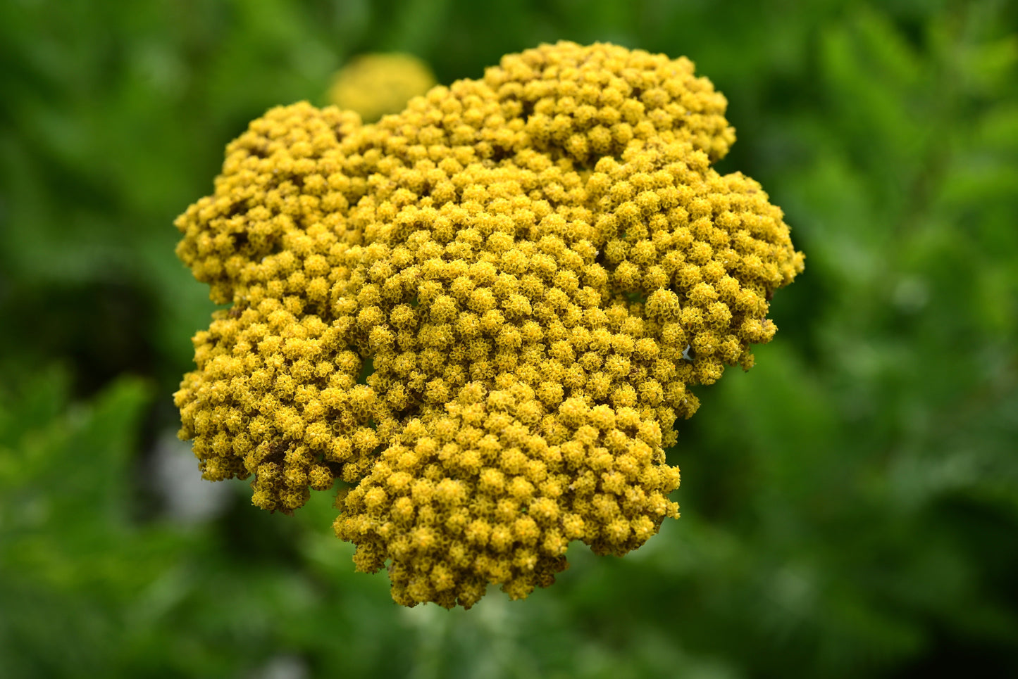 Yarrow Cloth of Gold Seeds – Achillea filipendulina - SHOP SEEDS