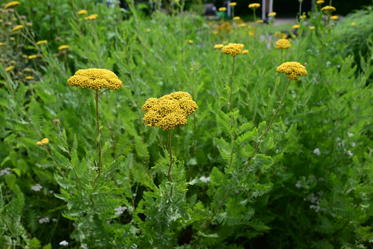 Yarrow Cloth of Gold Seeds – Achillea filipendulina - SHOP SEEDS