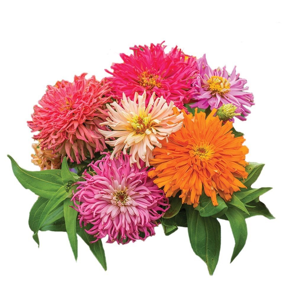 Zinnia Burpeeana Flower Mix Seeds – Zinnia elegans - SHOP SEEDS