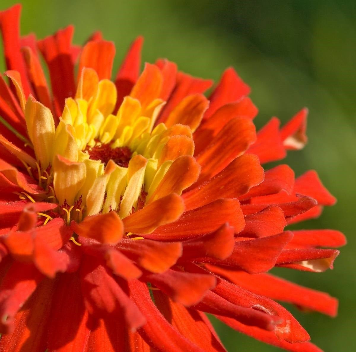 Zinnia Burpeeana Flower Mix Seeds – Zinnia elegans - SHOP SEEDS
