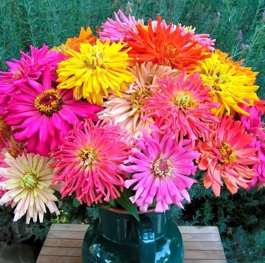Zinnia Burpeeana Flower Mix Seeds – Zinnia elegans - SHOP SEEDS