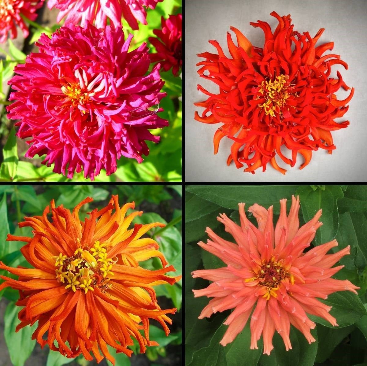 Zinnia Burpeeana Flower Mix Seeds – Zinnia elegans - SHOP SEEDS