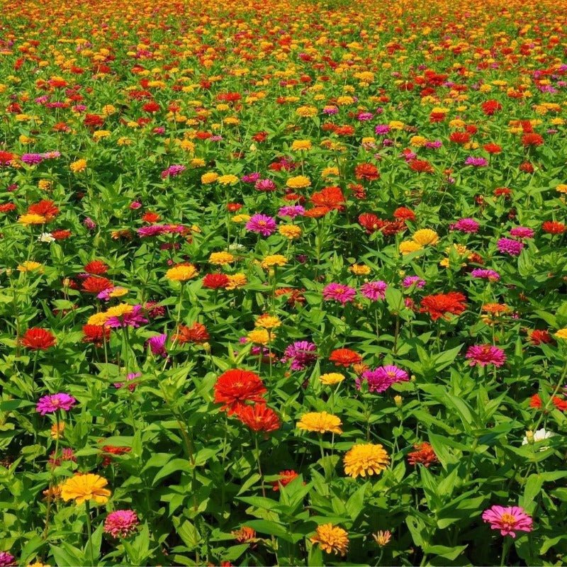 Zinnia Cut Flower Blend Seeds – Zinnia elegans - SHOP SEEDS