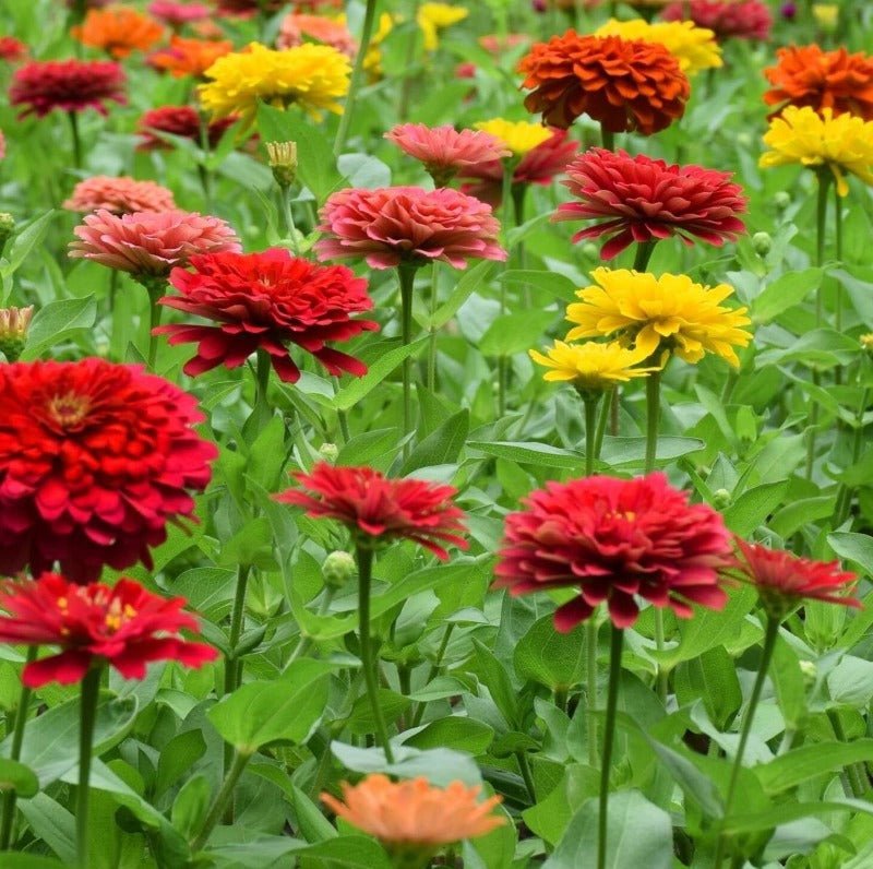 Zinnia Cut Flower Blend Seeds – Zinnia elegans - SHOP SEEDS