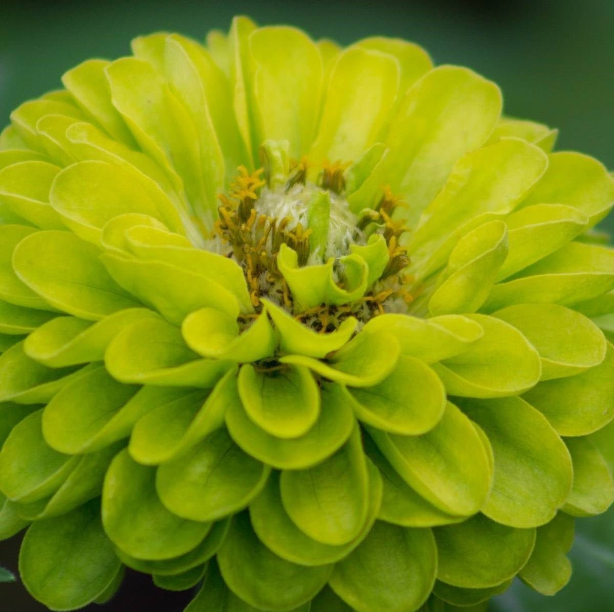 Zinnia Envy Green Seeds – Zinnia elegans - SHOP SEEDS