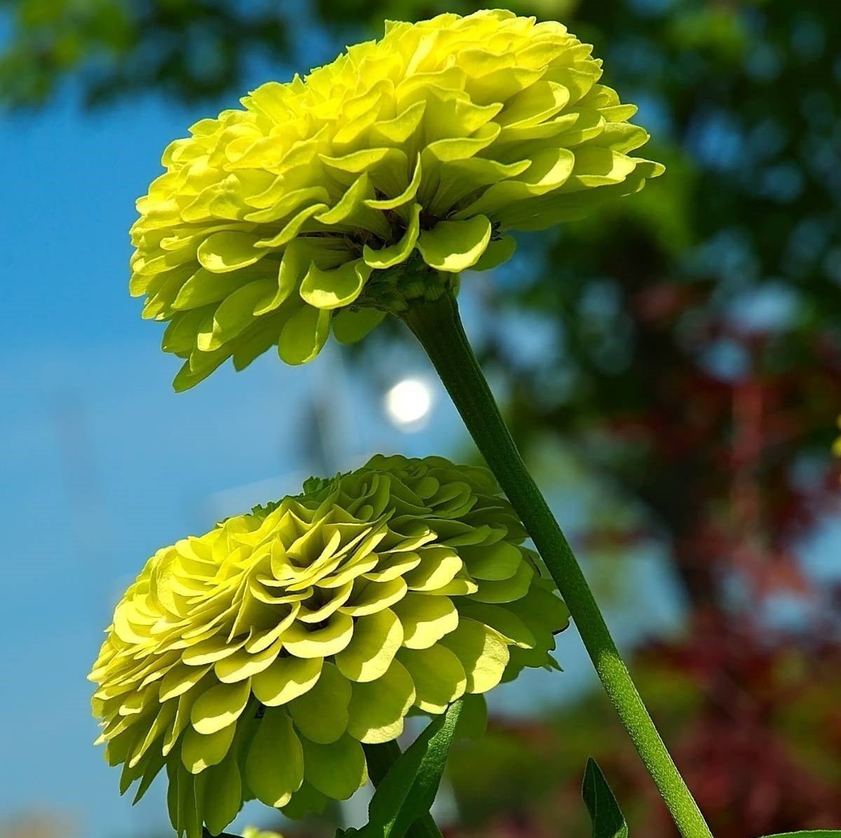 Zinnia Envy Green Seeds – Zinnia elegans - SHOP SEEDS