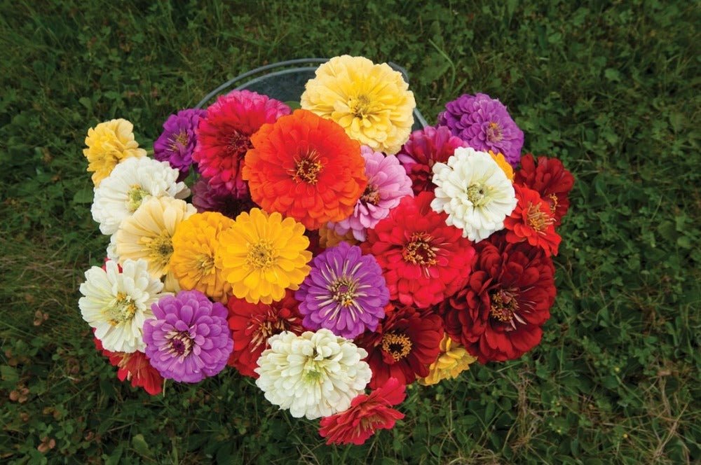 Zinnia Giant Dahlia Flower Seeds – Zinnia elegans - SHOP SEEDS