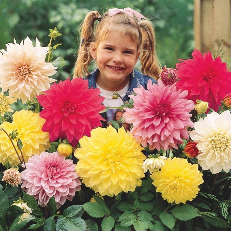 Zinnia Giant Dahlia Flower Seeds – Zinnia elegans - SHOP SEEDS