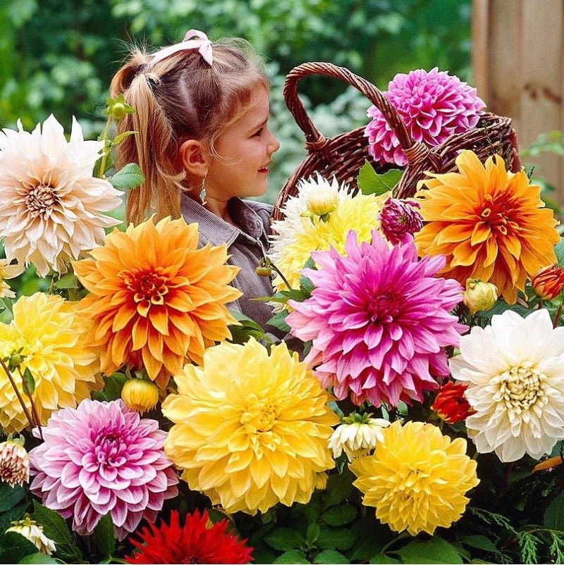 Zinnia Giant Dahlia Flower Seeds – Zinnia elegans - SHOP SEEDS