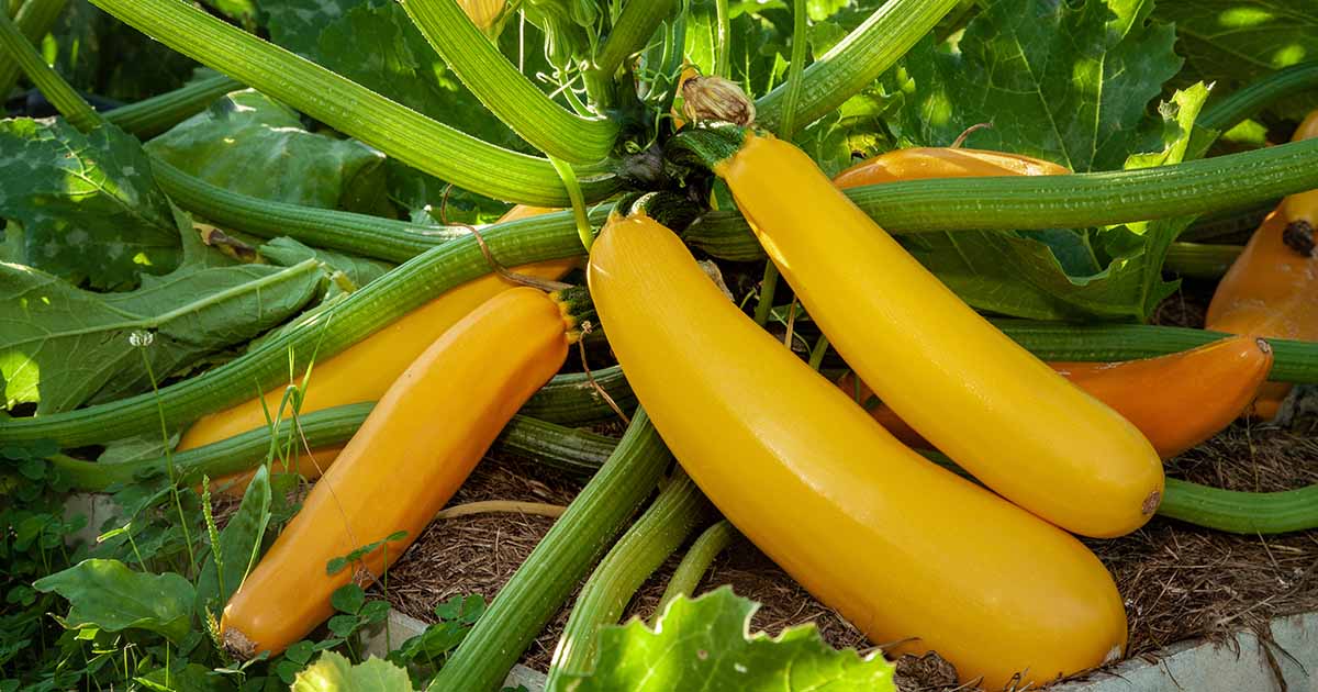 Zucchini Golden Organic Seeds – Cucurbita pepo - SHOP SEEDS