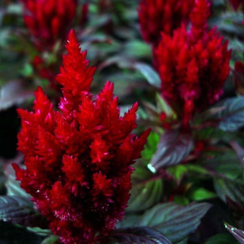 Celosia Forest Fire Seeds – Celosia plumosa - SHOP SEEDS