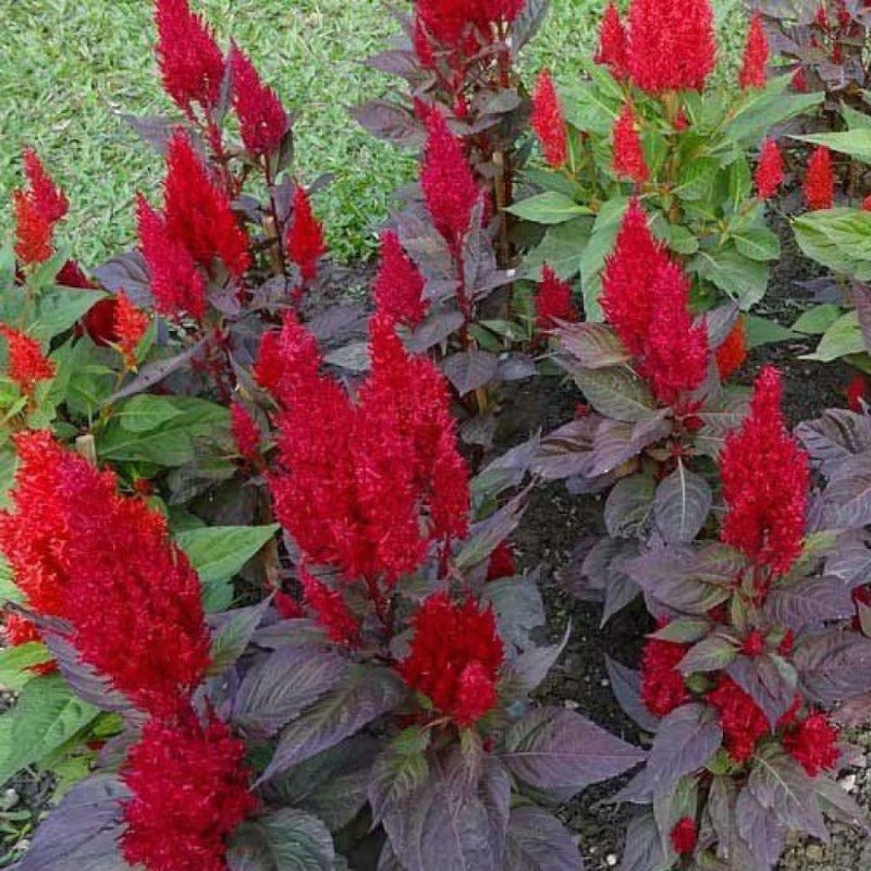 Celosia Forest Fire Seeds – Celosia plumosa - SHOP SEEDS