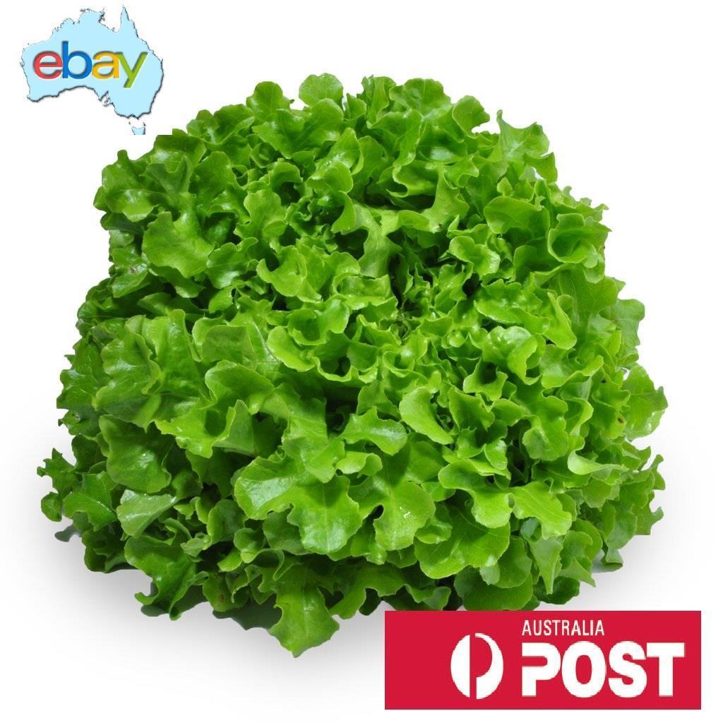 Lettuce Green Oak Seeds – Lactuca sativa - SHOP SEEDS
