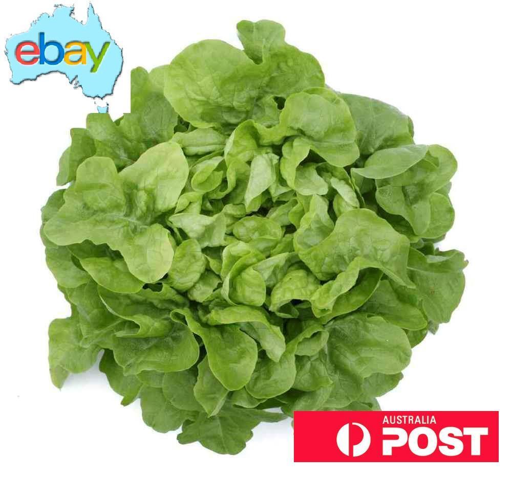 Lettuce Green Oak Seeds – Lactuca sativa - SHOP SEEDS