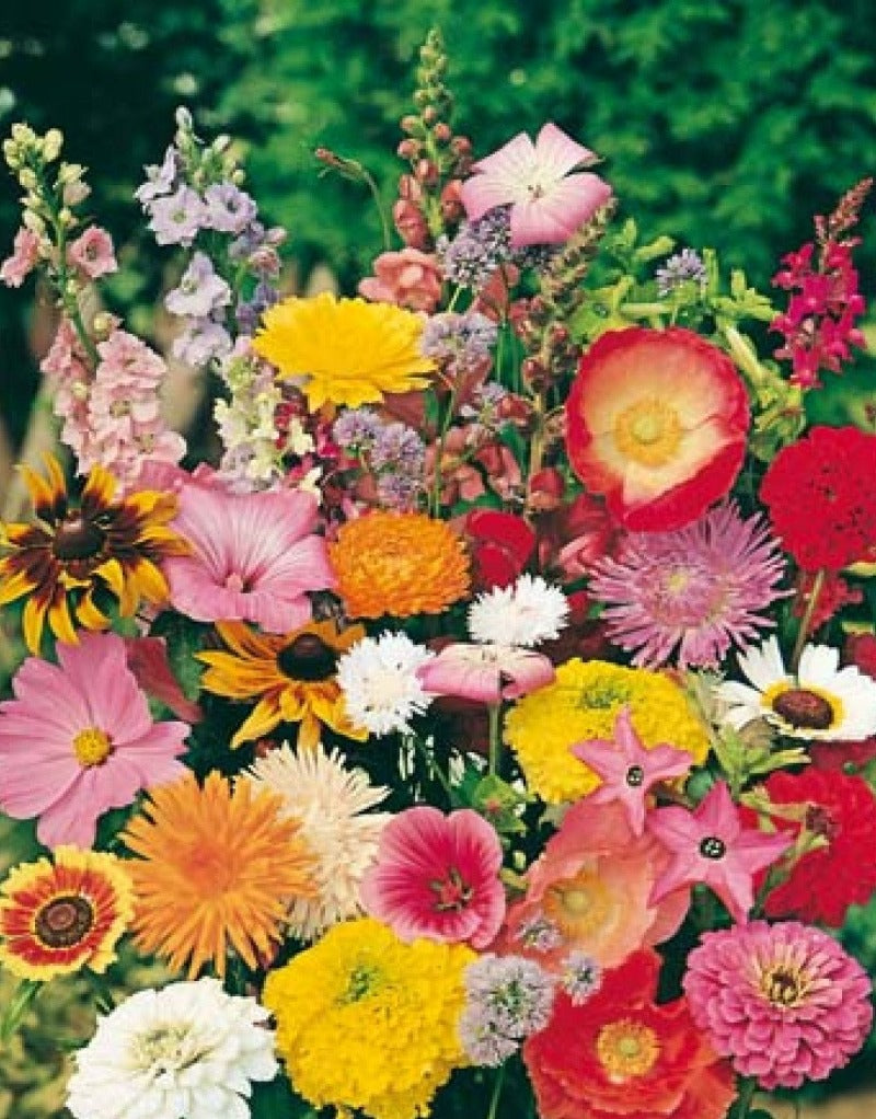 Rockery Mixed Flower Seeds