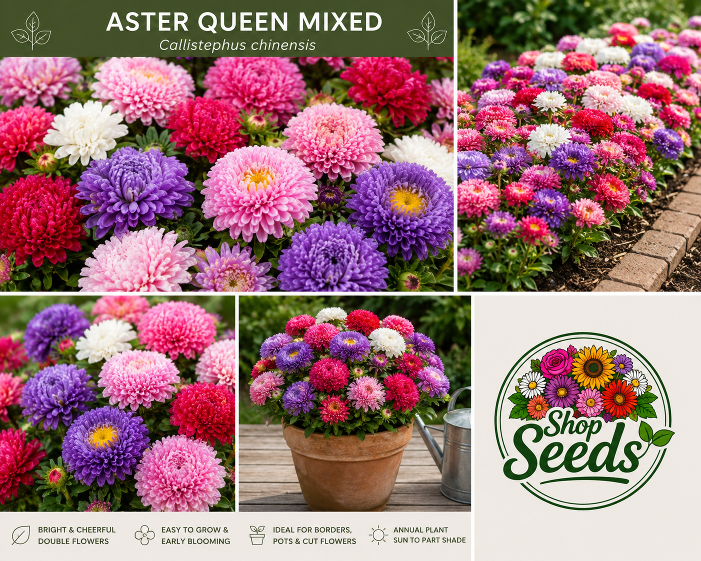 Aster Queen Mixed Seeds – Callistephus chinensis