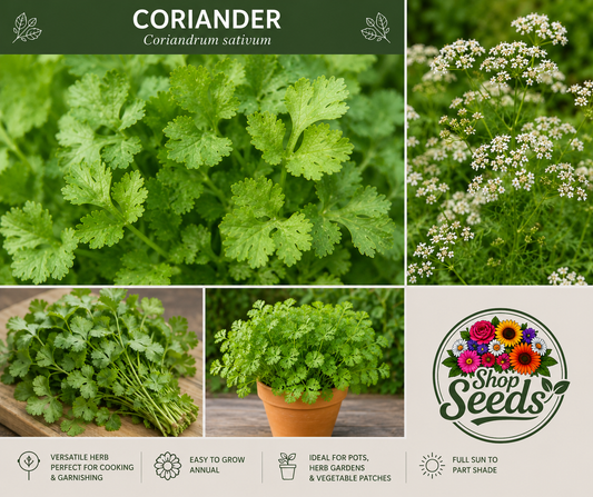 Coriander Seeds – Coriandrum sativum