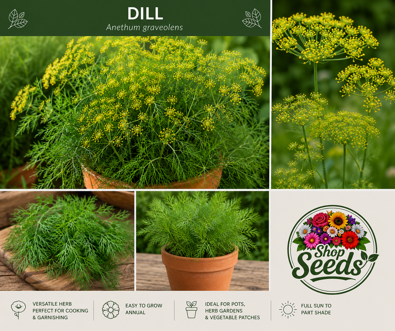 Dill Seeds – Anethum graveolens