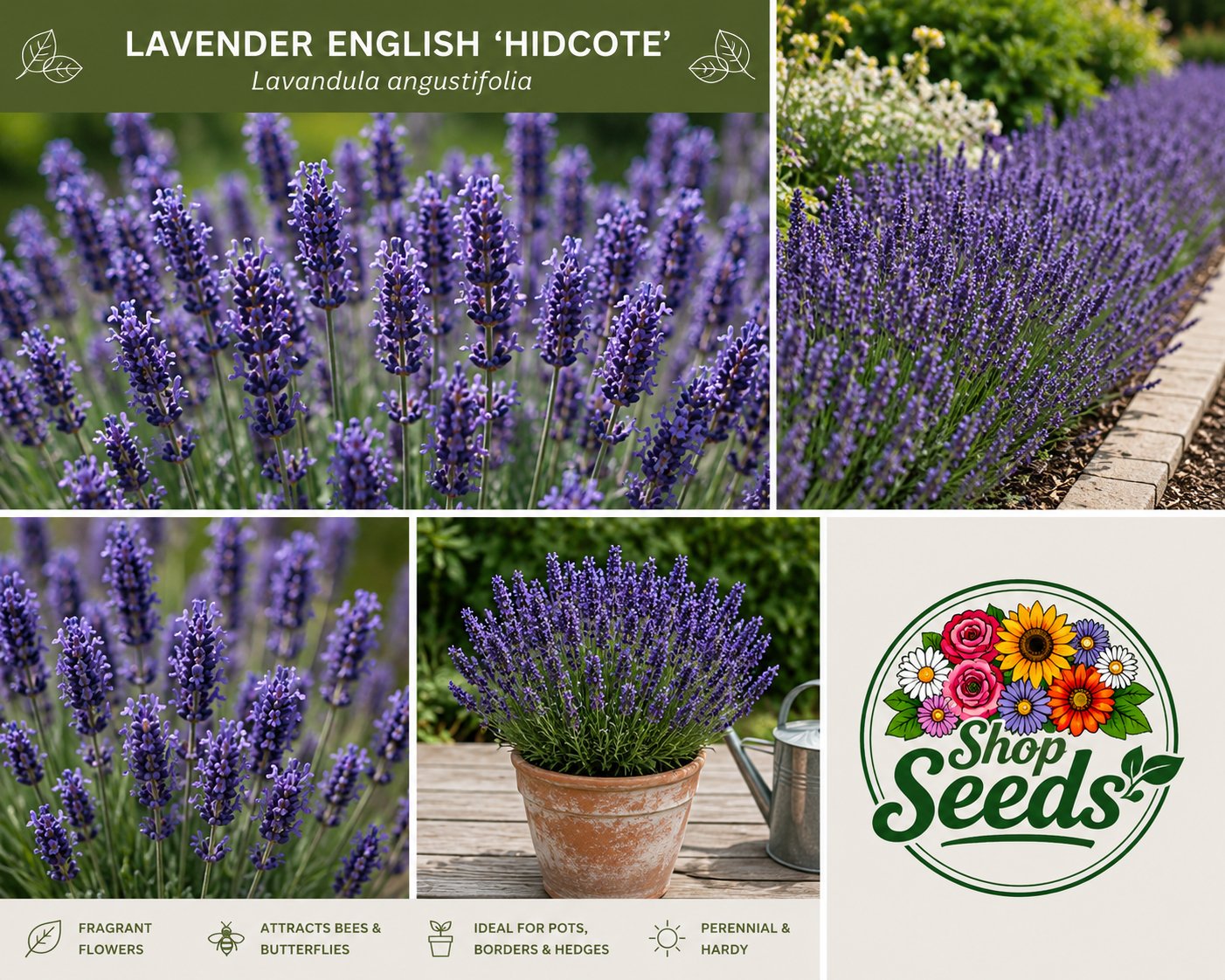 Lavender English ‘Hidcote’ Seeds – Lavandula angustifolia