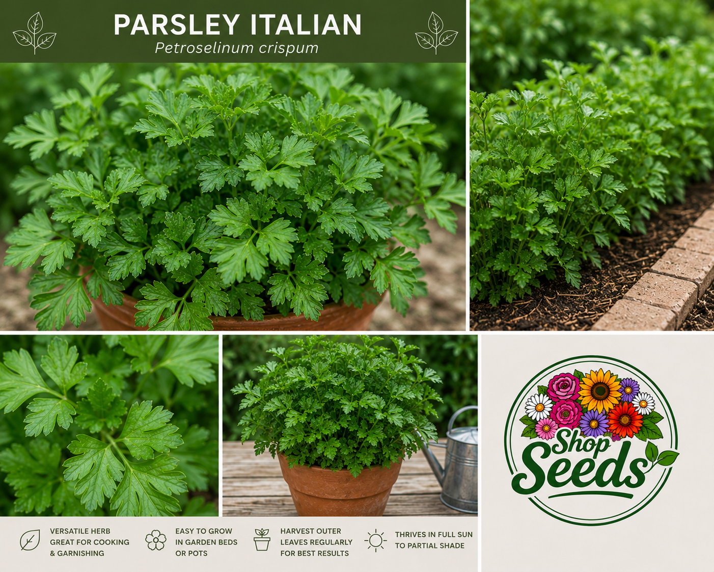 Parsley Italian – Petroselinum crispum