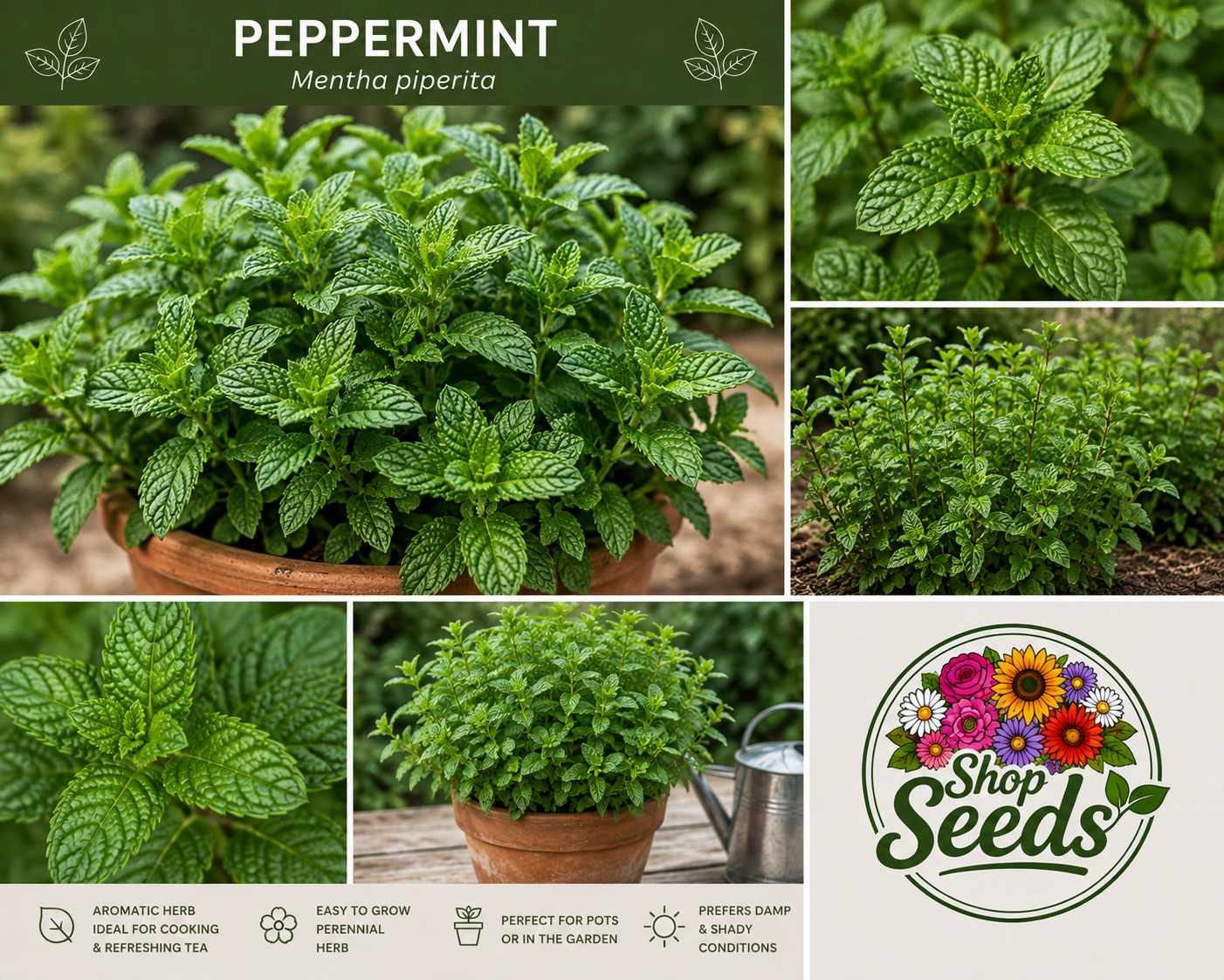 Peppermint Seeds – Mentha piperita