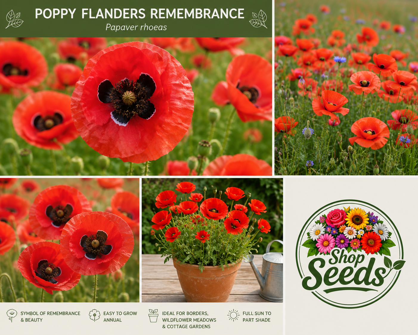 Poppy Flanders Remembrance Seeds – Papaver rhoeas