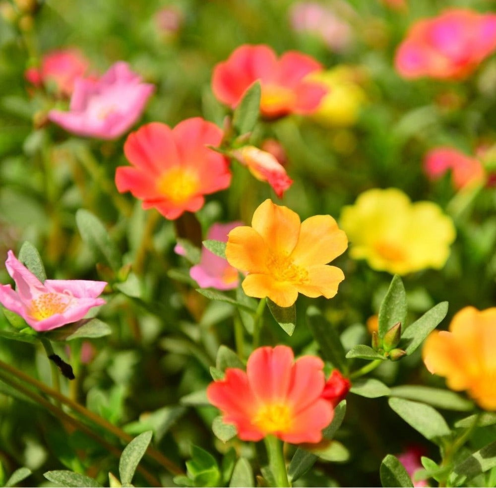Portulaca Single Flowered Seed Mix
