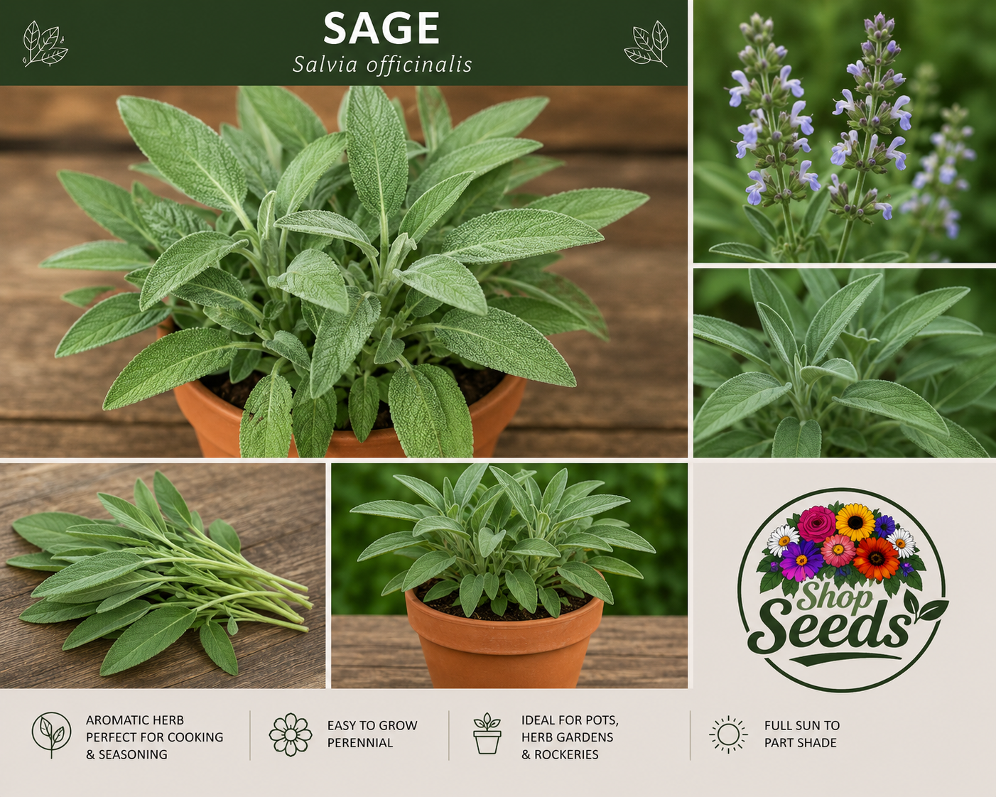 Sage Seeds – Salvia officinalis