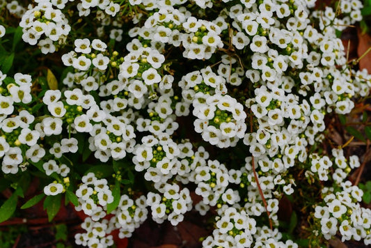 Alyssum Carpet of Snow Seeds – Lobularia maritima - SHOP SEEDS