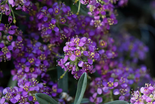 Alyssum Royal Carpet Seeds – Lobularia maritima - SHOP SEEDS