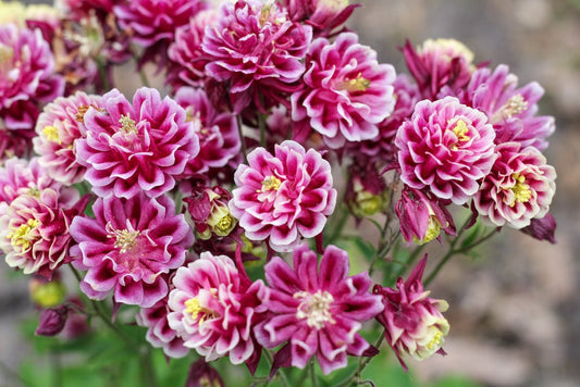 Aquilegia Double Flowered Mix Seeds – Aquilegia vulgaris - SHOP SEEDS