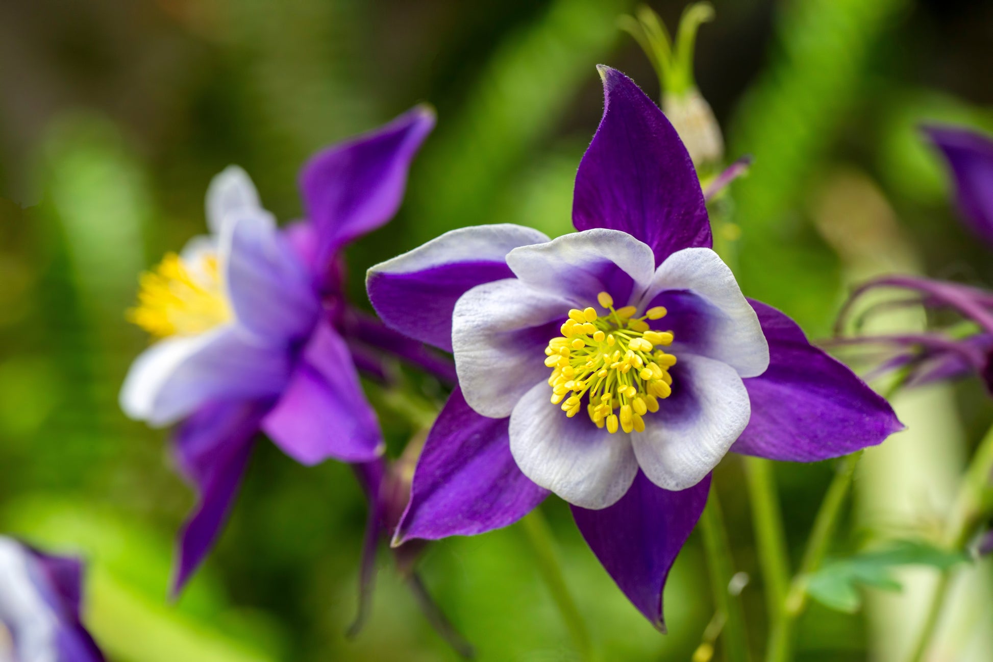 Aquilegia Giants Mix Seeds – Aquilegia caerulea - SHOP SEEDS
