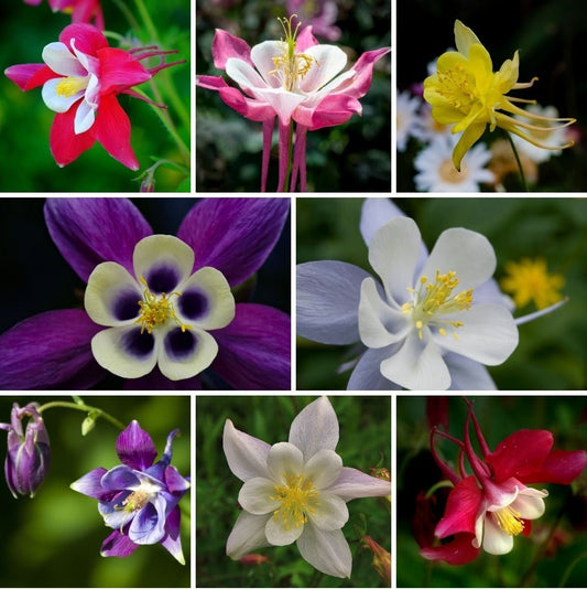 Aquilegia Giants Mix Seeds – Aquilegia caerulea - SHOP SEEDS