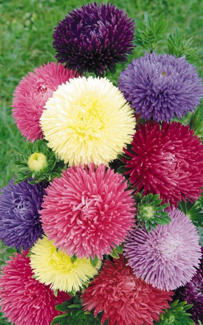 Aster Giant Duchess Mix Seeds – Callistephus chinensis - SHOP SEEDS