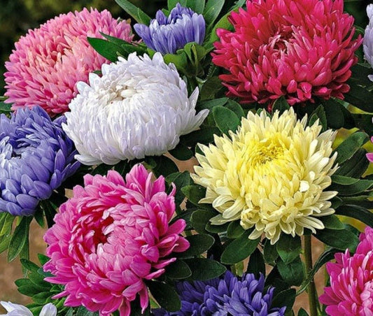 Aster Giant Duchess Mix Seeds – Callistephus chinensis - SHOP SEEDS