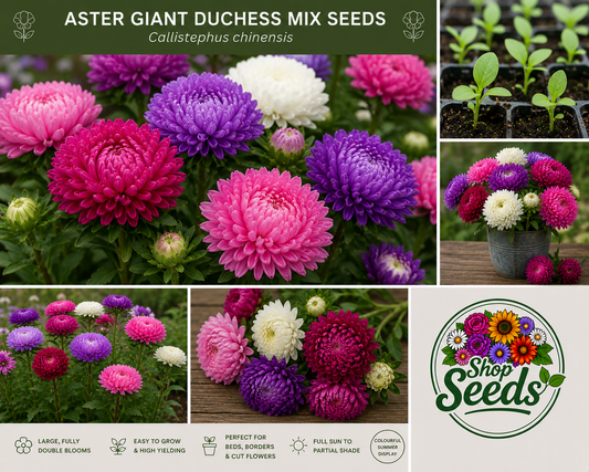 Aster Giant Duchess Mix Seeds – Callistephus chinensis - SHOP SEEDS