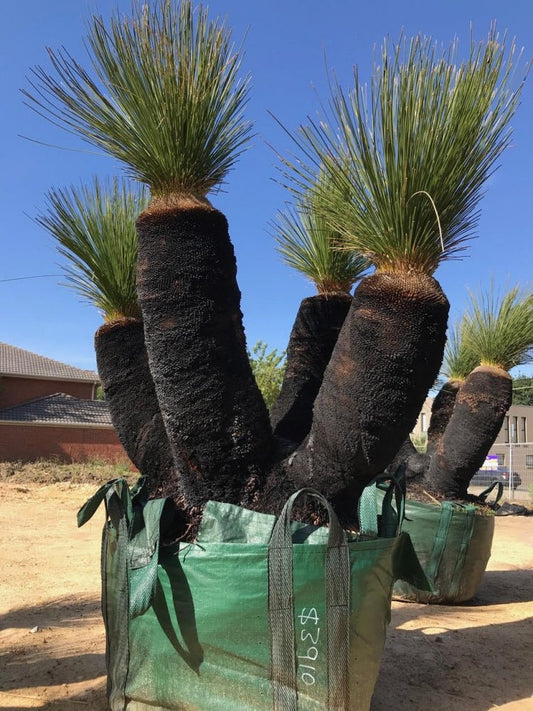 Australia Grass Tree Seeds – Xanthorrhoea preisii - SHOP SEEDS